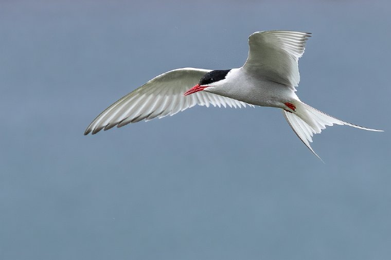 021 Farne eilanden, noordse stern.jpg